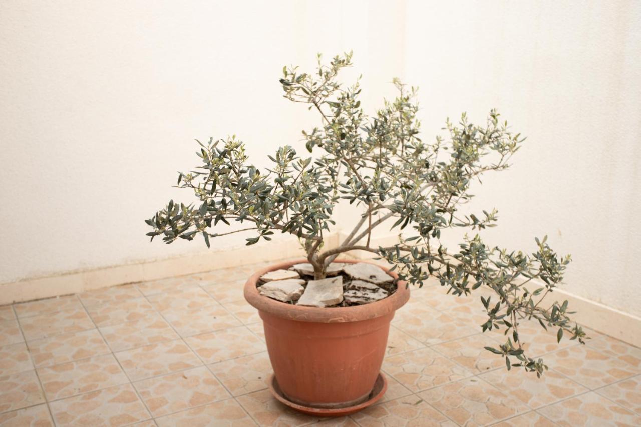 Bol Studio Gospojica מראה חיצוני תמונה